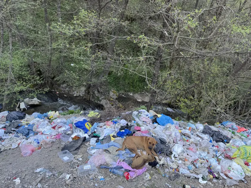 Uginuli psi na gomili i velika količina smeća: U novopazarskom naselju Ras formirana divlja deponija i ekološko ruglo - otpad odlazi u reku (FOTO)