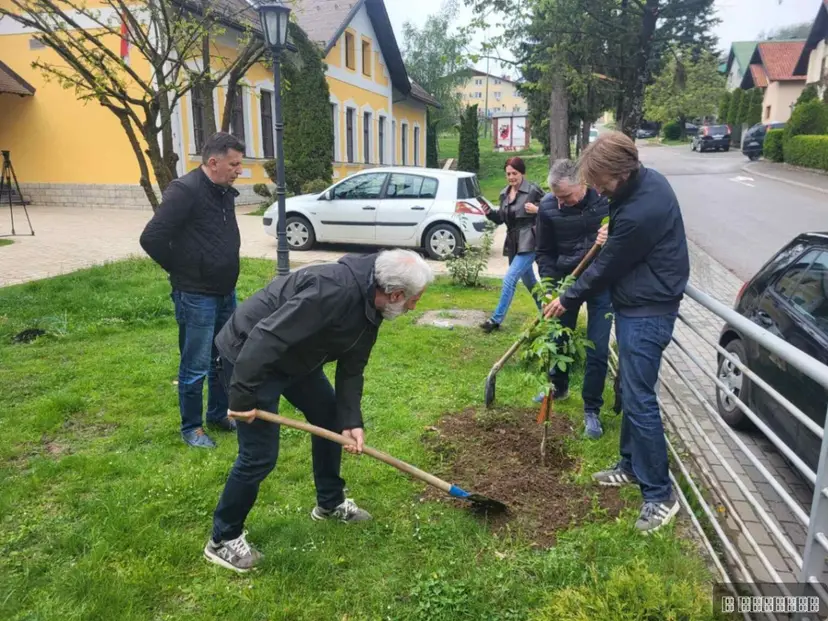 Drvo niklo na Avali iz džepa sahranjenog ruskog vojnika: Neverovatna priča o kavkaskom orahu - sada posađen kao simbol prijateljstva u Čajetini