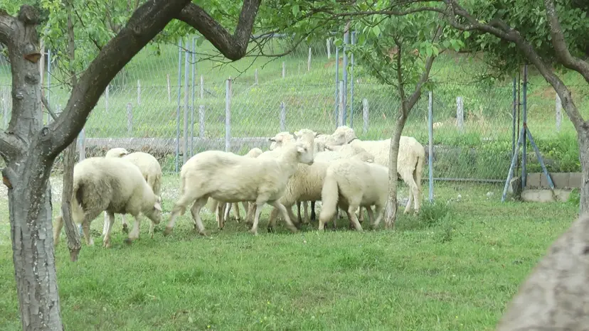 Uzbuna u novopazarskom kraju: Pojavile se opasne boginje kod ovaca i koza, stočarima se savetuje oprez
