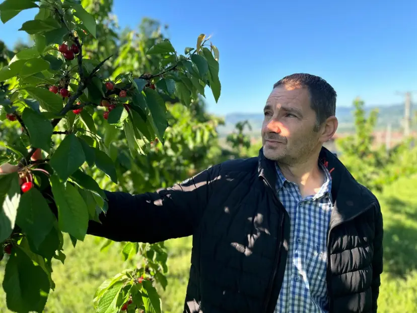 Stigle domaće nema više "pljačkanja" po marketima i pijacama: Berba trešanja počela u srpskim selima - rod i kvalitet odlični