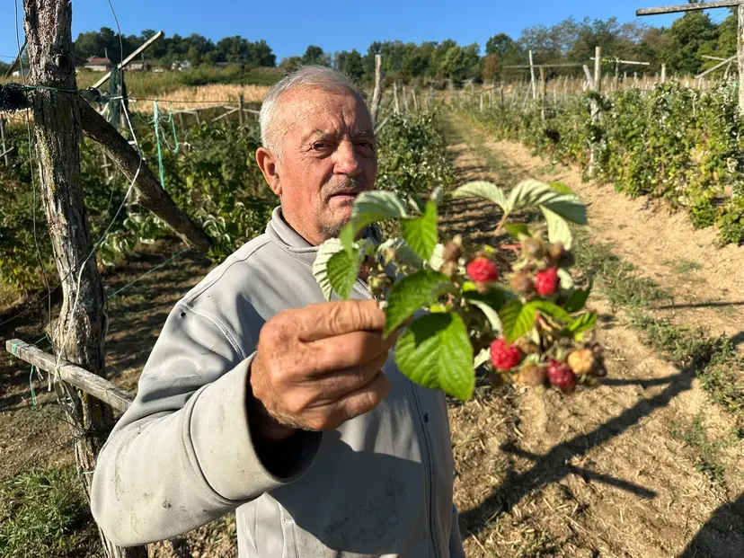 Čudo prirode na padinama Jelice: Malina rodila drugi put na imanju domaćina Periše - ovo mu se nije desilo za 80 godina (FOTO)