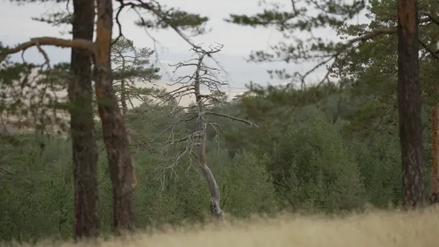 Park prirode Zlatibor riznica za retke biljke i životinje / foto: RINA