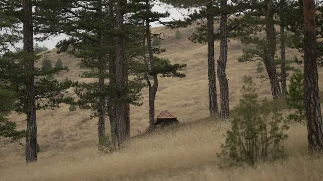 Park prirode Zlatibor riznica za retke biljke i životinje / foto: RINA