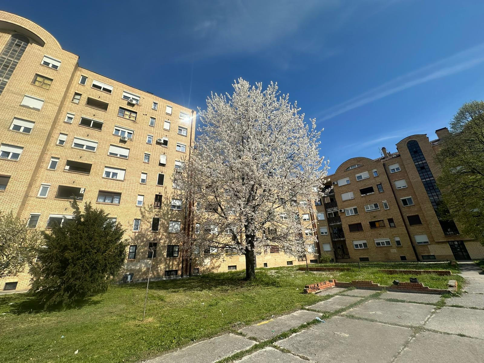 Još i danas zamiriše trešnja: Mirko iz Čačka posadio drvo pre 33 godine, sada ponosno stoji ispred gorostasa - ovaj travar odužio se prirodi na najlepši način (FOTO)