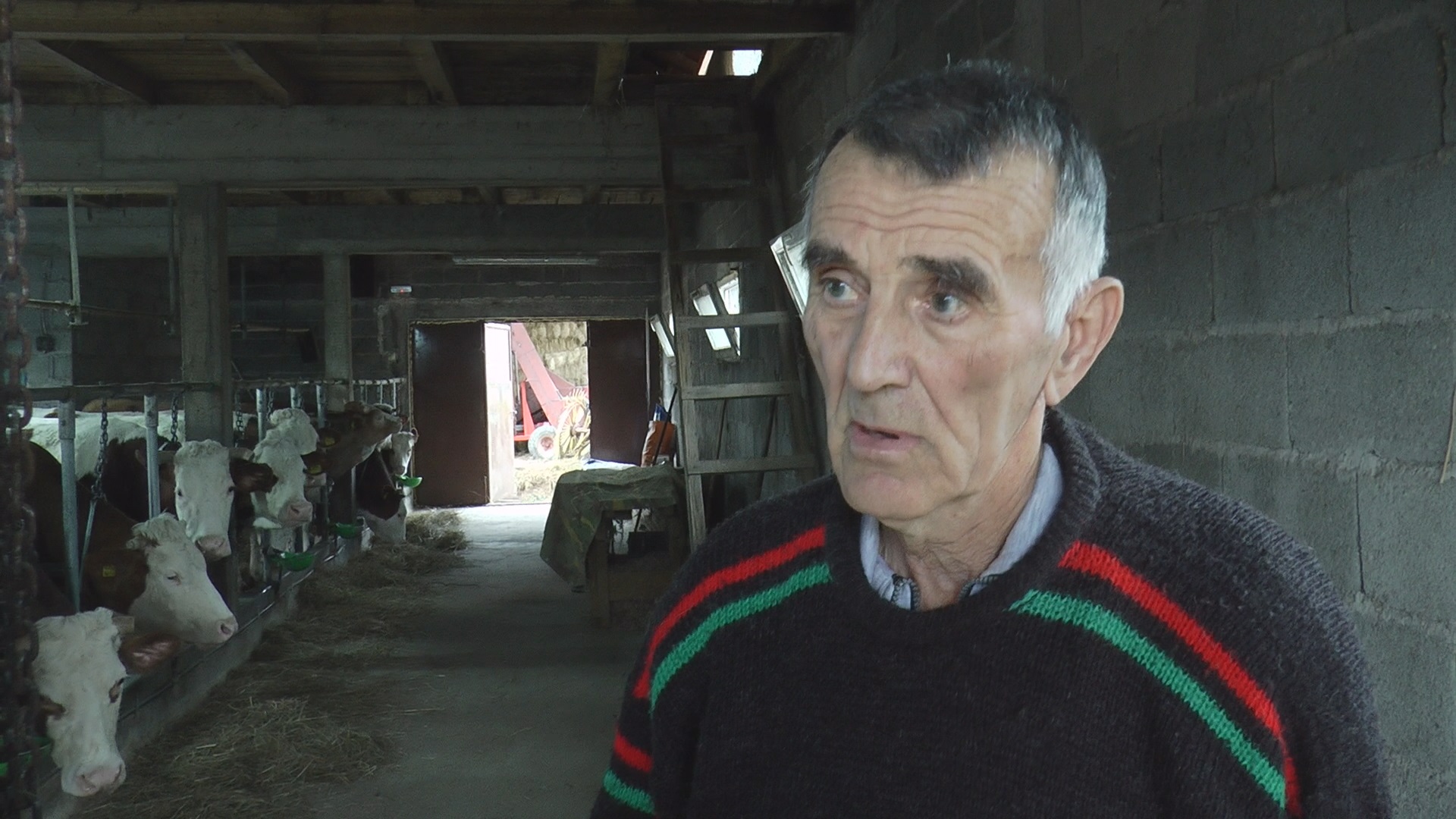 Уз музику краве дају   квалитетније млеко