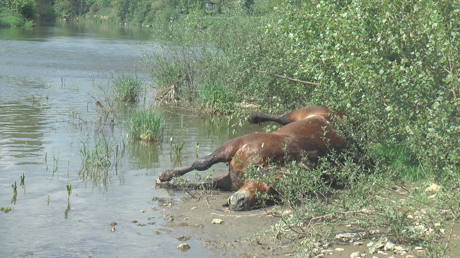 Запрега упала у Мораву, рабаџија се спасио и пронашао свог угинулог коња Сокола