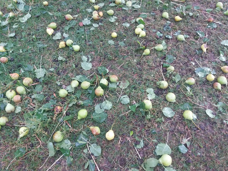 Град десетковао воће, фото: РИНА