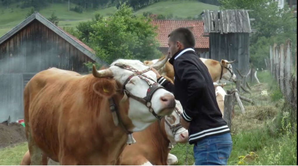 Милан Жунић поносан на своје волове Јаблана и Цветка, фото: РИНА