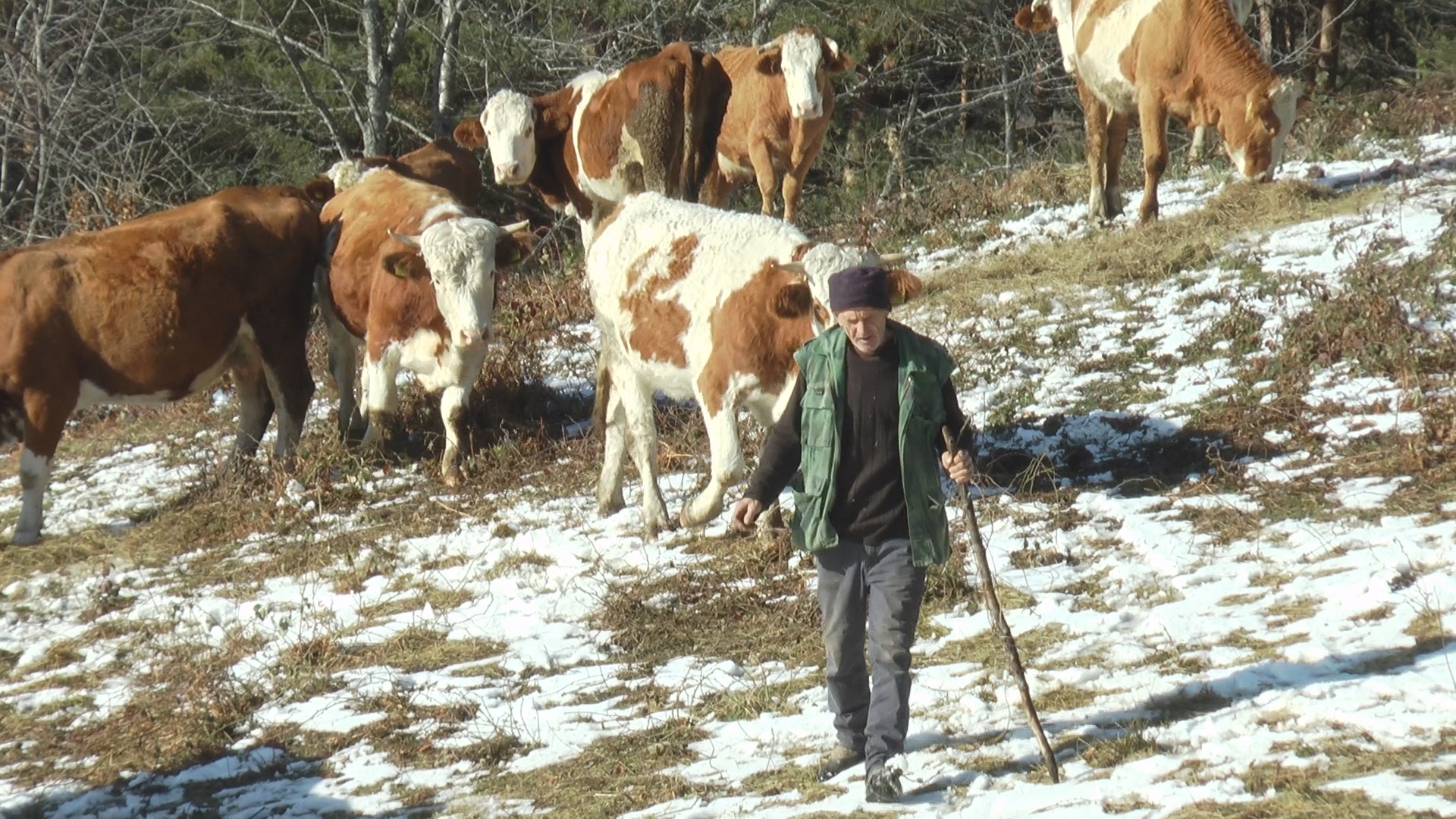 Двадесет крава на Јавору и даље под отвореним небом: Василија музе ручно по дебелом минусу