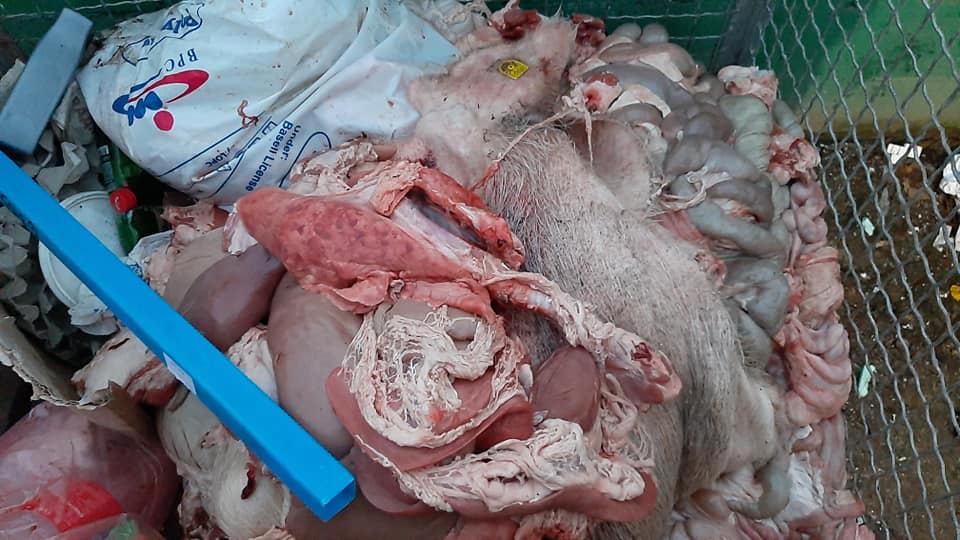 Бацили остатке мртвих животиња у контејнер близу основне школе (ФОТО) (УЗНЕМИРУЈУЋИ САДРЖАЈ)