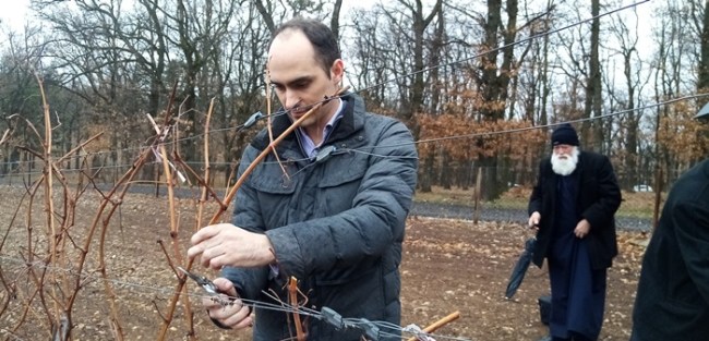 Српска престоница грожђа и вина слави Светог Трифуна: Принц Михаило орезује лозу на Опленцу (ФОТО)