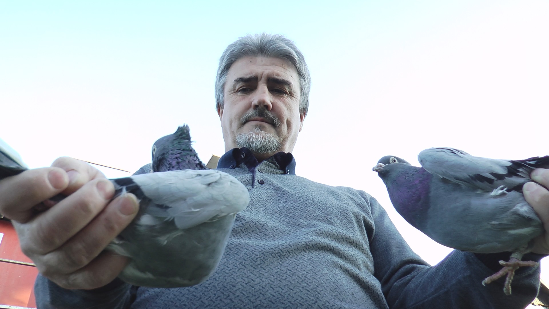 Ово су “попине зверке”: Свештеник из Тополе већ пола века узгаја голубове (ФОТО)(ВИДЕО) 