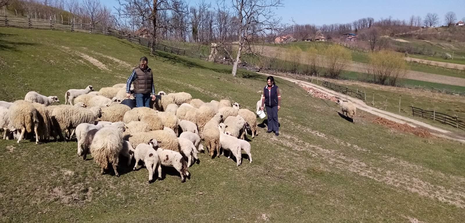 Сјеничке овце пасу на Јелици: Часлав не одустаје од сточарства, нашао начин да увећа своје стадо (ФОТО)