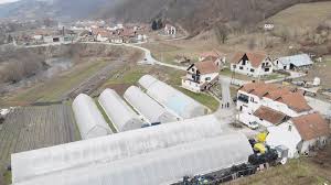 Малине кроз Србију не морају да се црвене да би се продале: Жута сорта овог воћа доноси већи принос и бољу зараду (ФОТО)