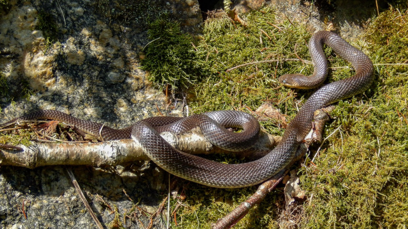 Овако изгледа змија смук, фото: Новеродус