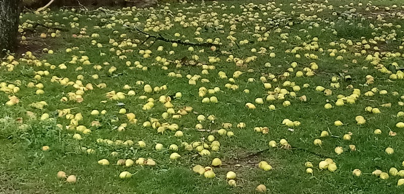 Јако невреме праћено градом погодило Тополу/ Фото: РИНА