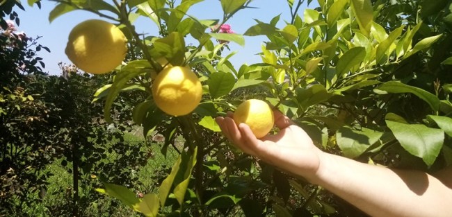 Србија више није само земља међу шљивама: У Тополи родиле банане,Томићи беру тропске плодове у дворишту (ФОТО)