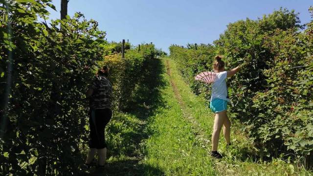 Код Капларевића из Драгачева берба купина у пуном јеку: Откупна цена 200 динара, а прва класа спремна за руско тржиште (ФОТО)