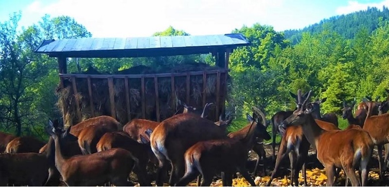 Краљ шума се враћа кући: Почела репродукција јелена, ове животиње  са страшћу је гајио и Стефан Немања