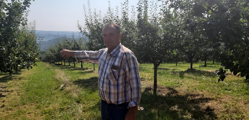 Овако тече берба у највећем шљивику у Србији: Марковићи у воћњаку од јутра до сутра, али најопеванија воћка вишеструко ће се исплатити