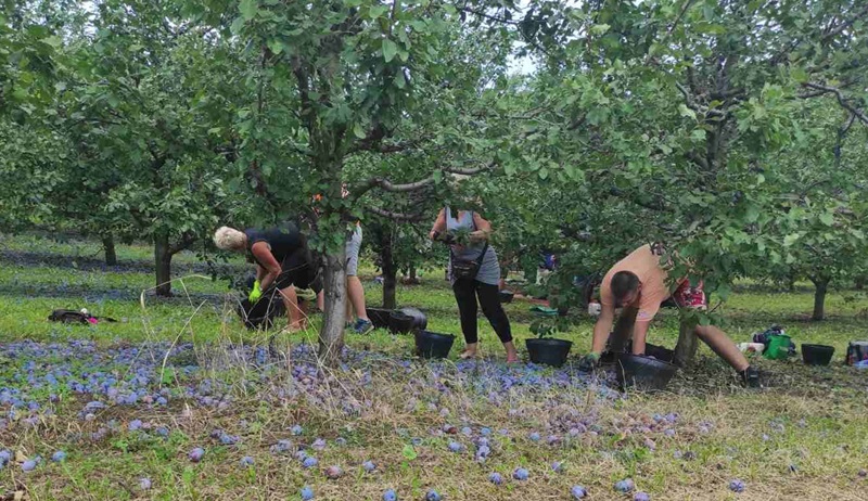 Стари обичаји се не заборављају: На врху Каблара организована моба, награда за вредне раднике – печено прасе