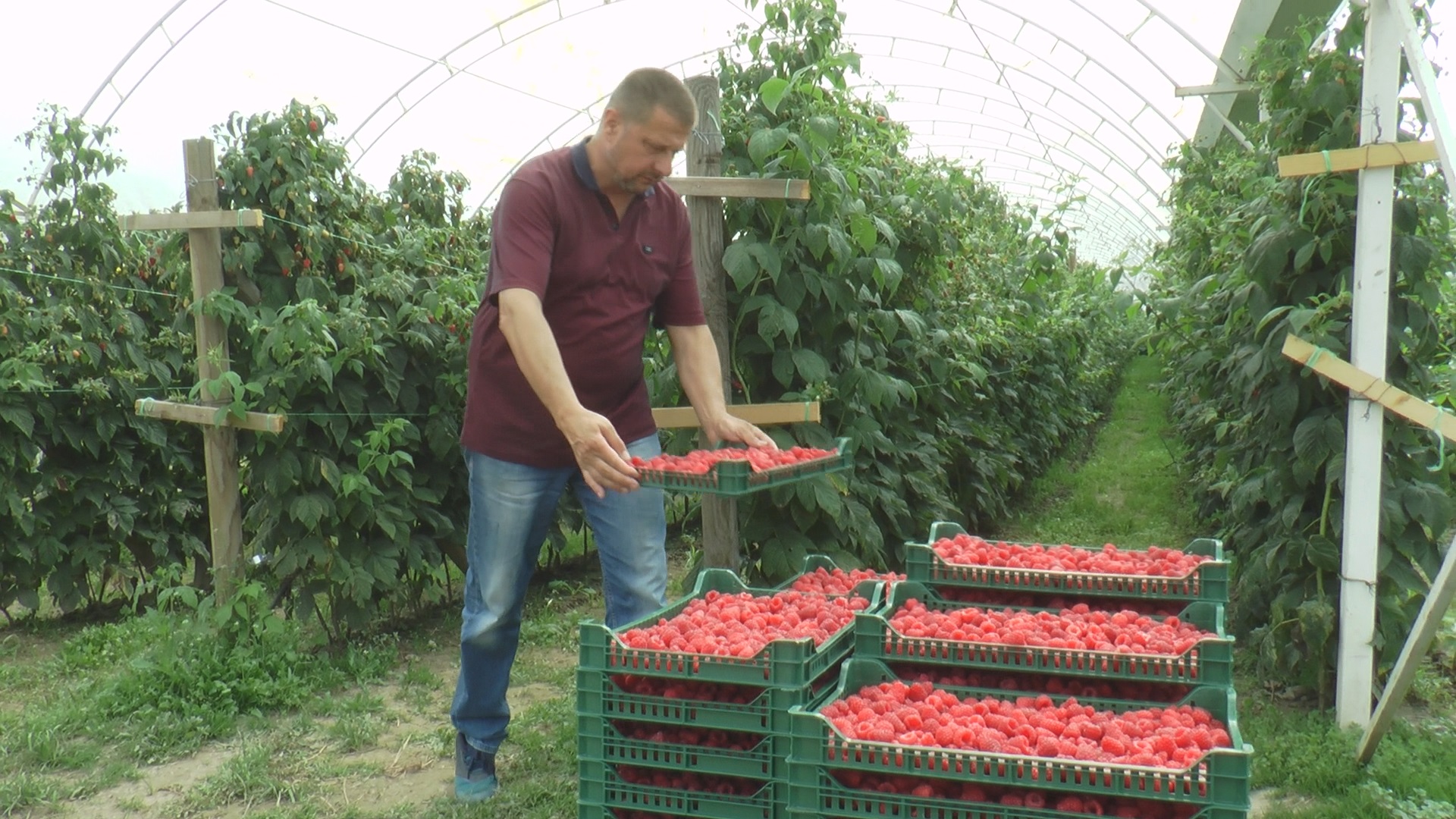 Ариље није без разлога престоница црвеног злата: Малина из овог краја у конкуренцији за добијaње престижне европске ознаке географског порекла (ФОТО)