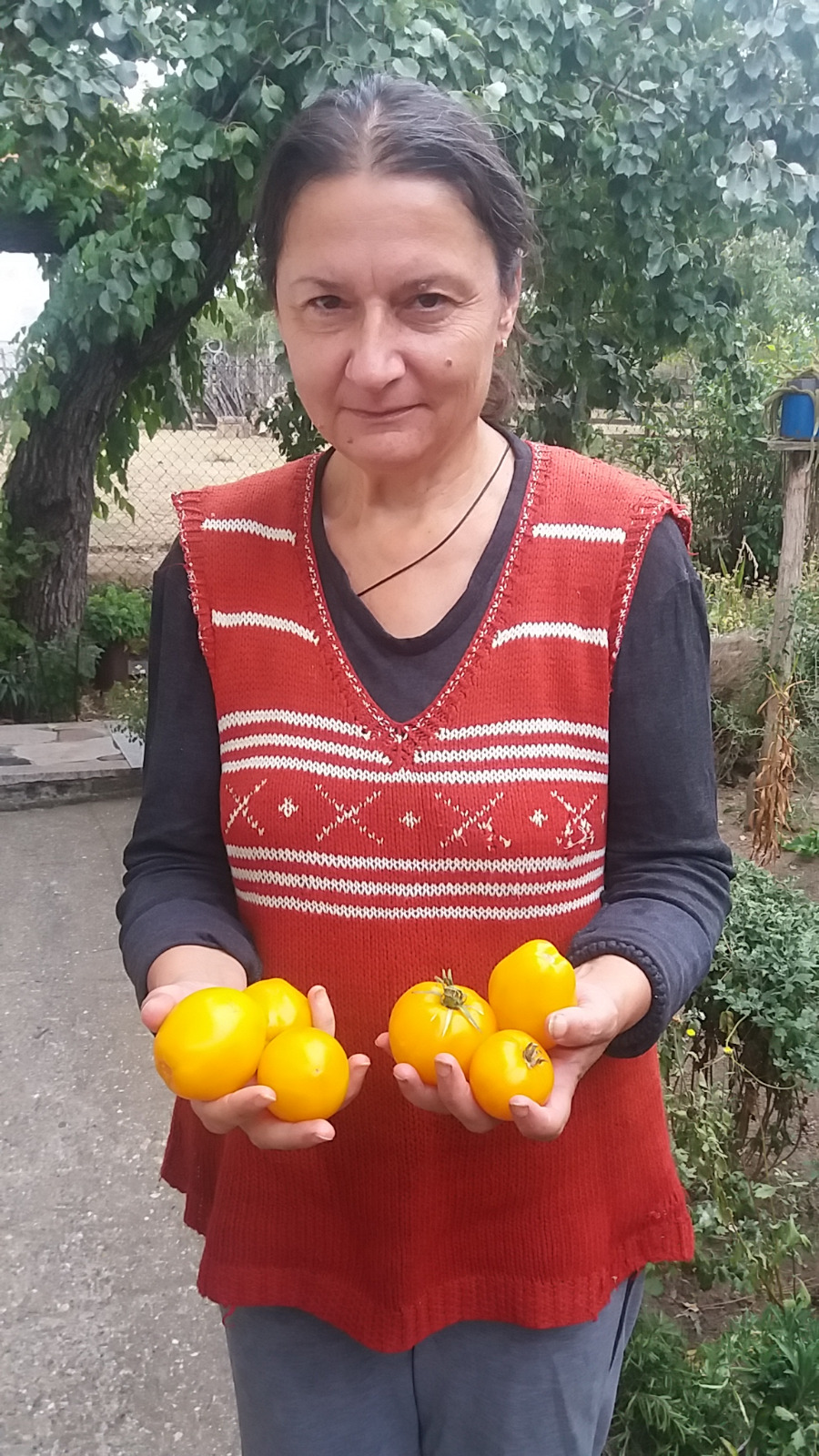 У Тополи се жути парадајз подједнако сеје као и црвени/ Фото: РИНА