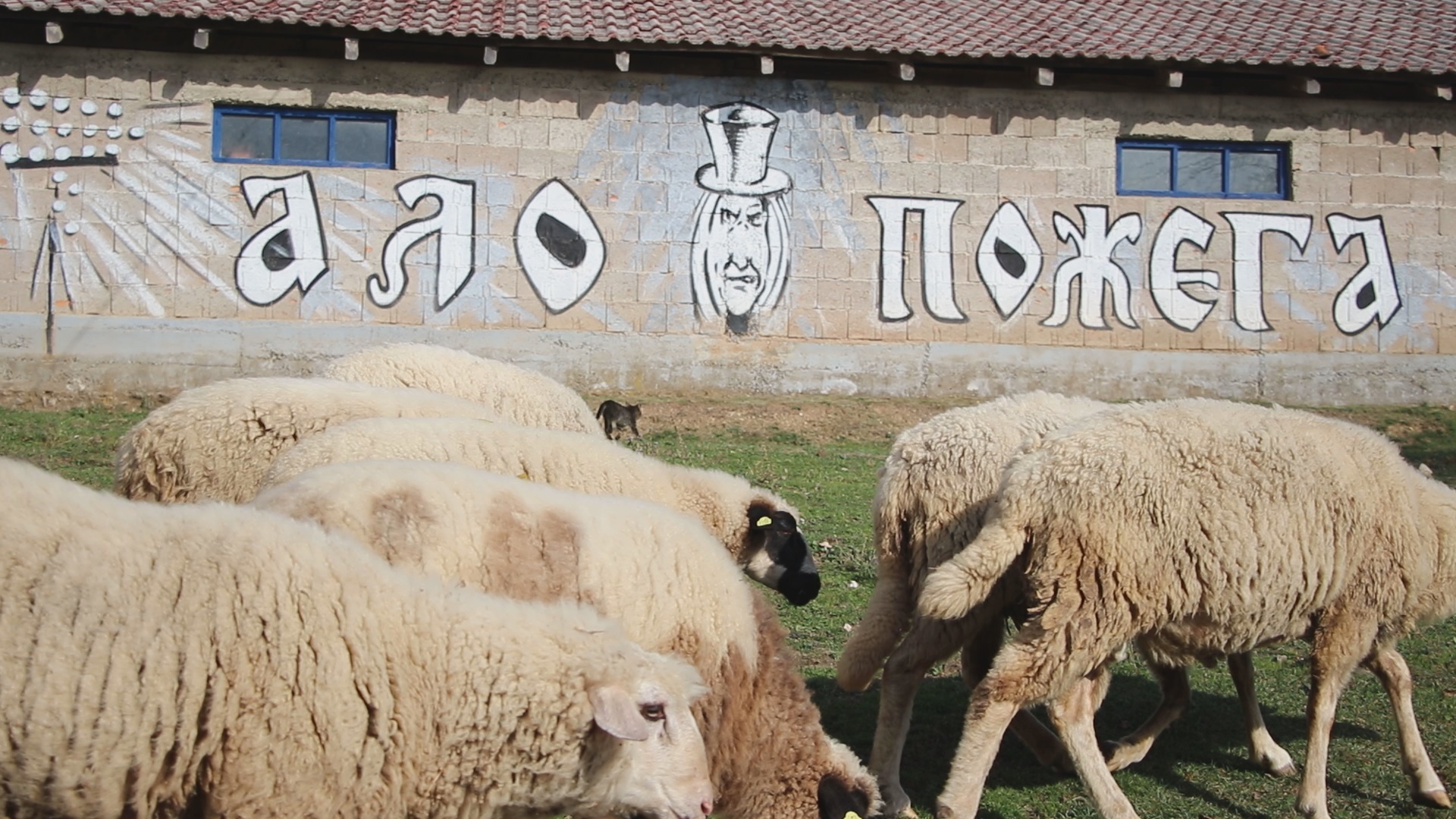 Ово је најчуднија штала у читавој Србији: Стадо Благојевића из села Руда Буква не чува чобанин већ – змај (ФОТО)(ВИДЕО)
