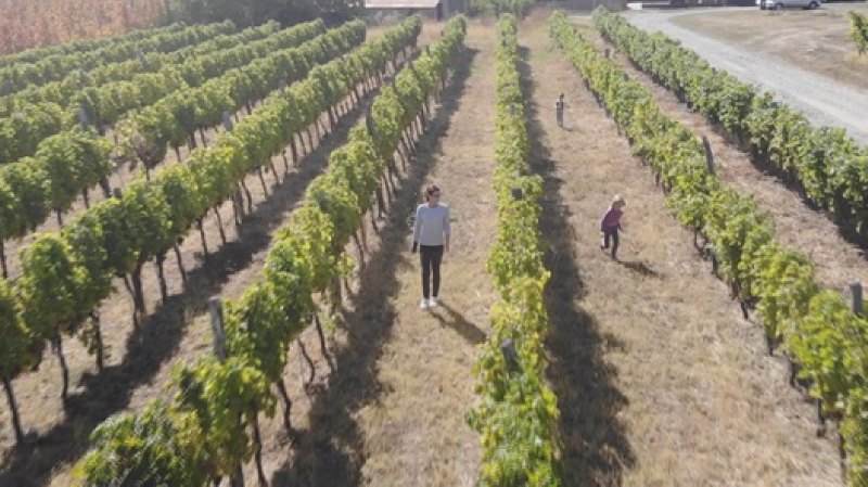 Топола центар винског туризма у Србији: Годишње се производе око два милиона литара високо квалтетних вина, са 80 различитих етикета (ФОТО)