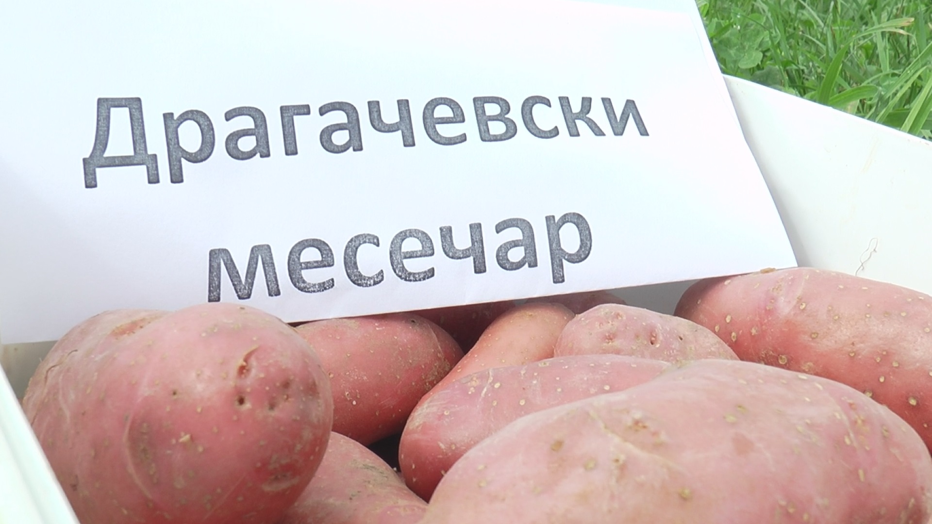 Да ли је дошао крај увозу семенског кромпира у Србији: Драгачевци произвели елитно безвирусно семе (ФОТО)