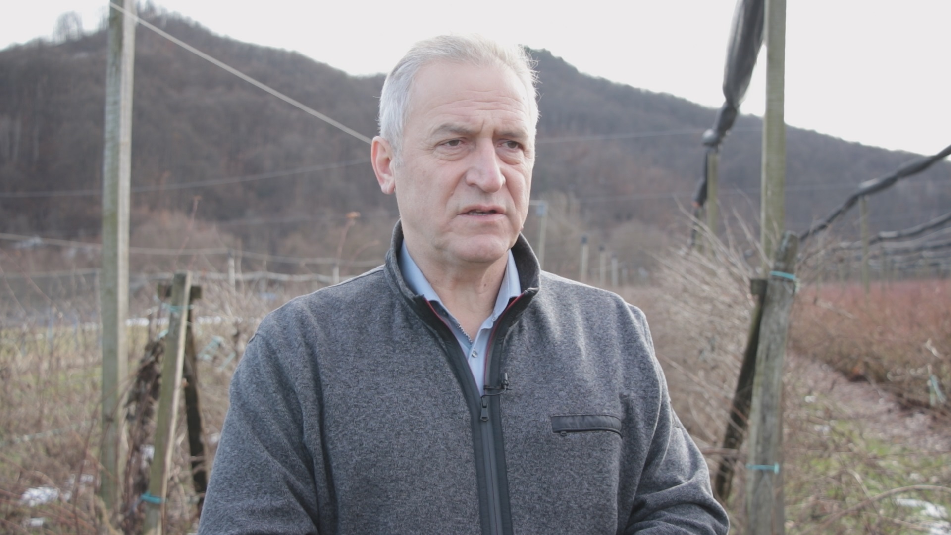 Српска смрзнута  малина никад траженија у Европи: Род у Пољској подбацио, увозници сада траже наше црвено злато за које нуде одличну цену (ФОТО)