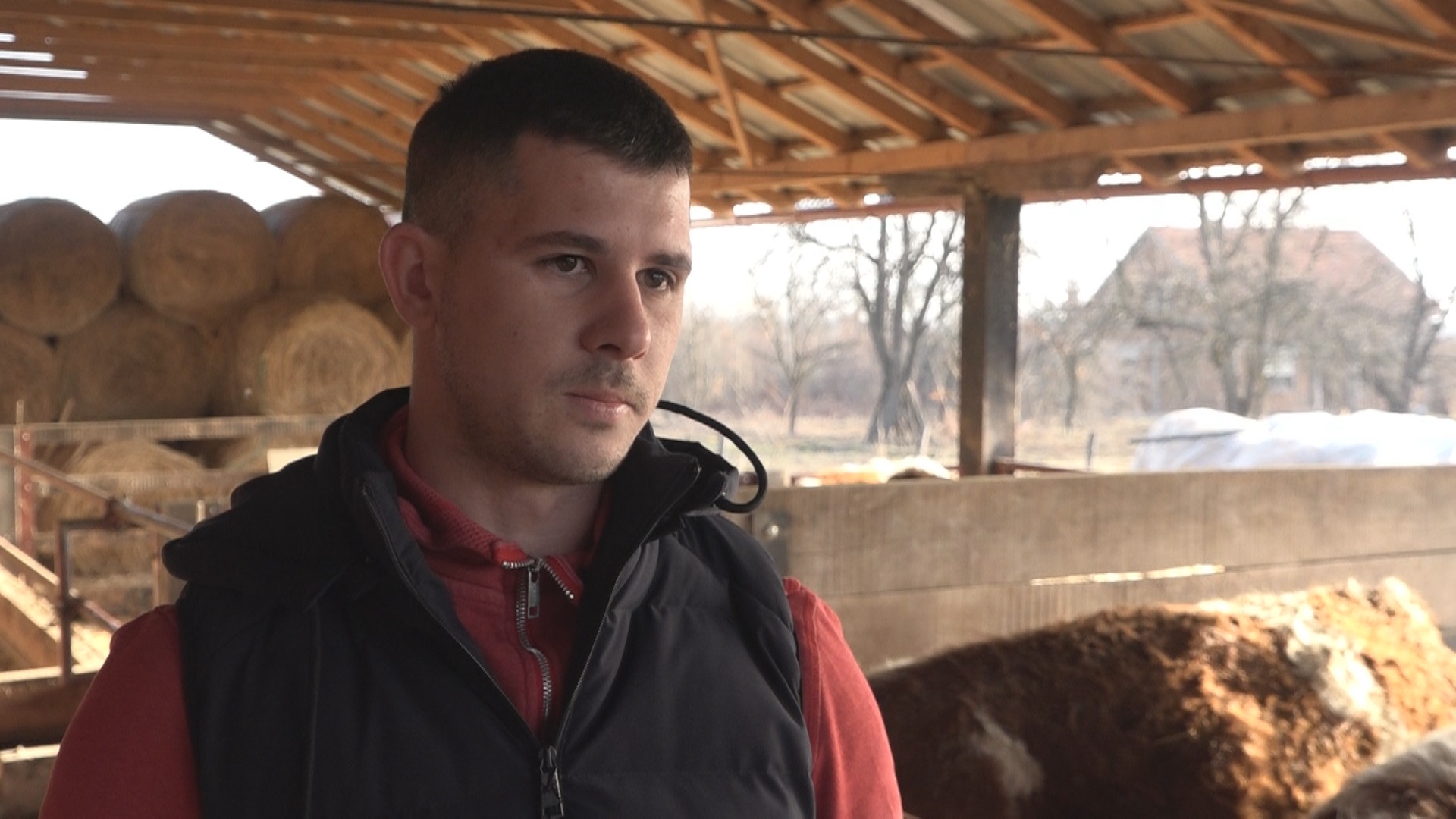 Немања има 25 година и успешно се бави говедарством: Овај младић зна како од малог телета да направи бика од 600 килограма (ФОТО)