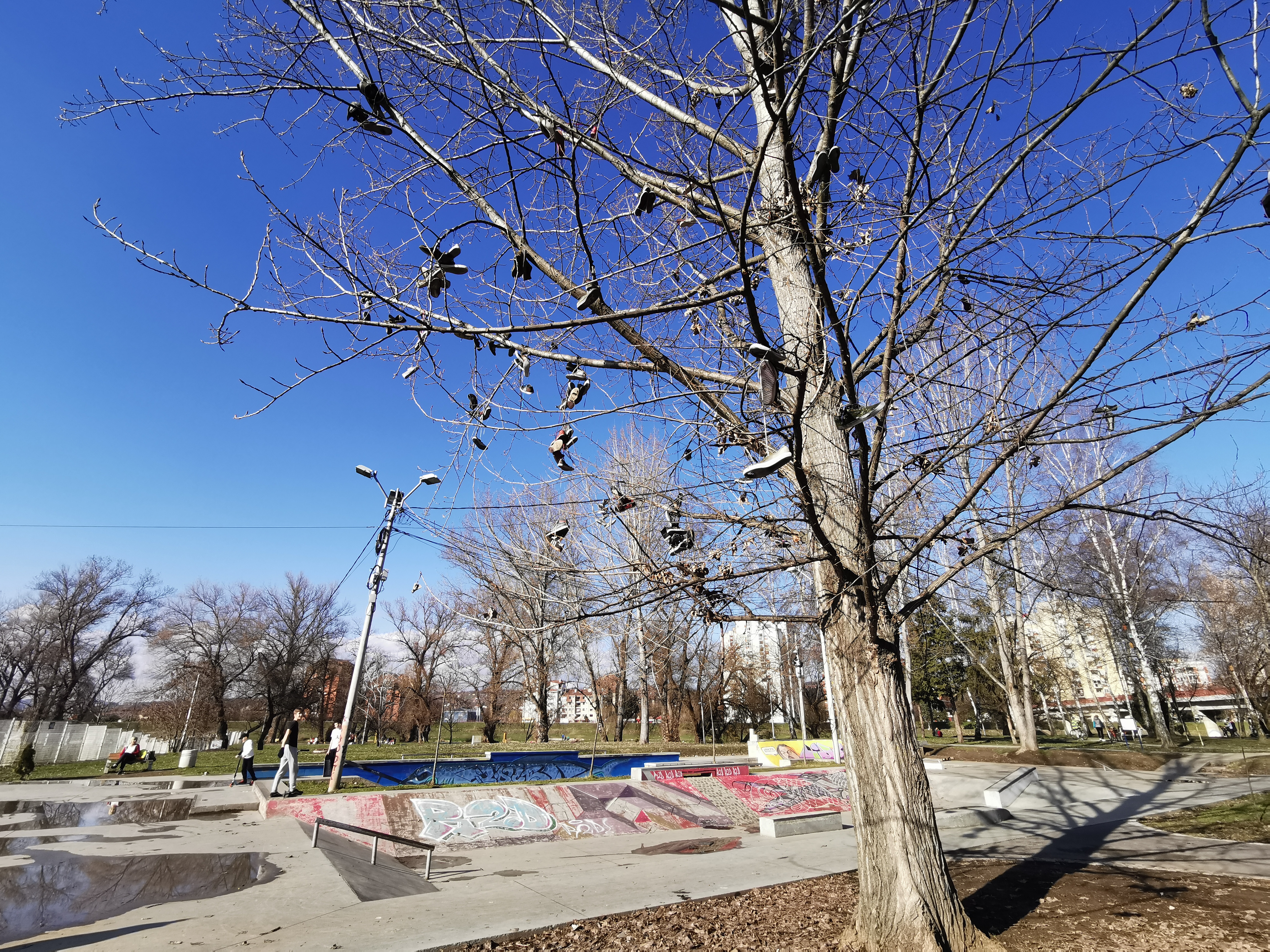 Необично дрво код скејт парка у Чачку, фото: РИНА