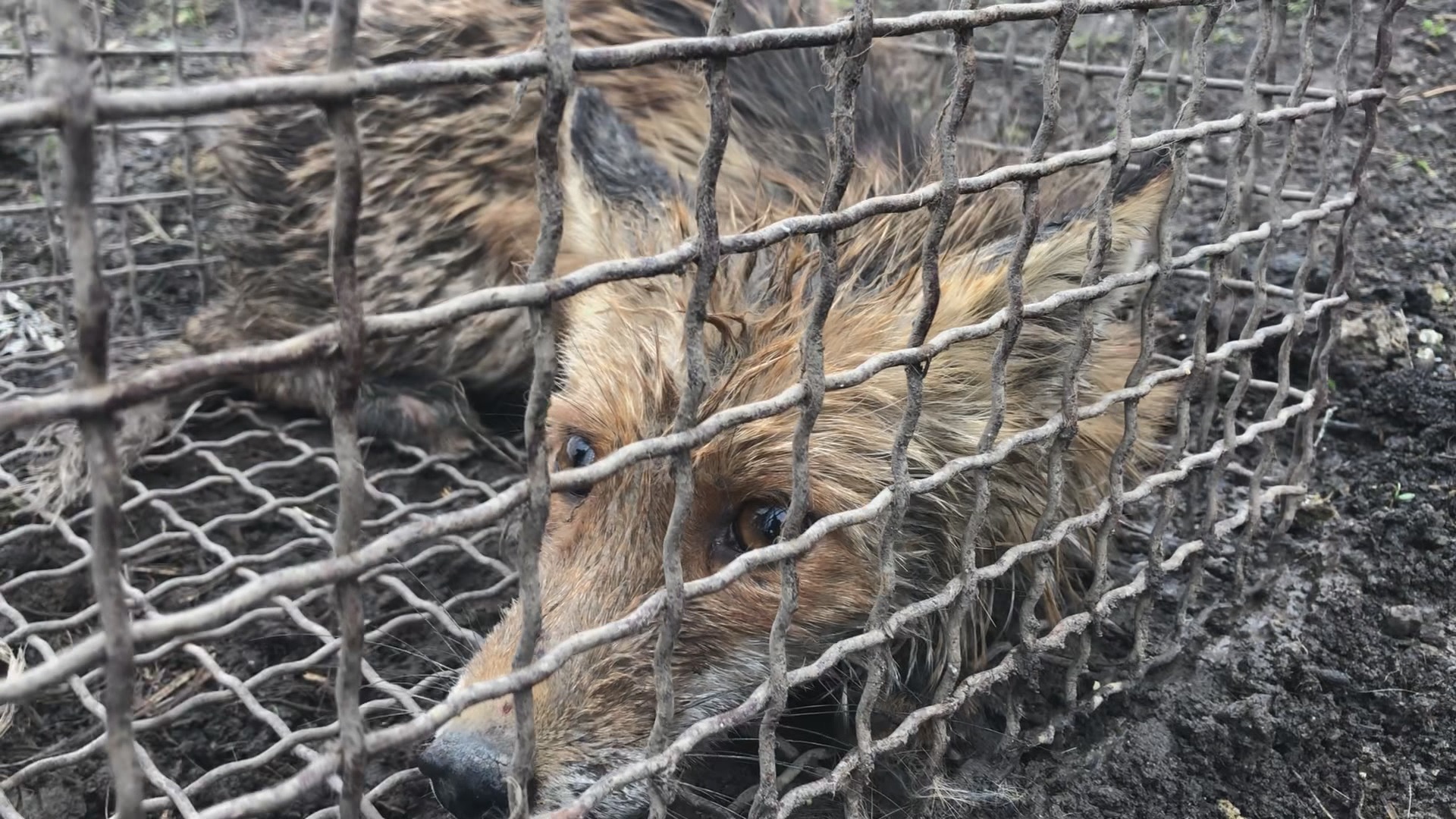 Иако предатор неопходна је у природи, фото: РИНА