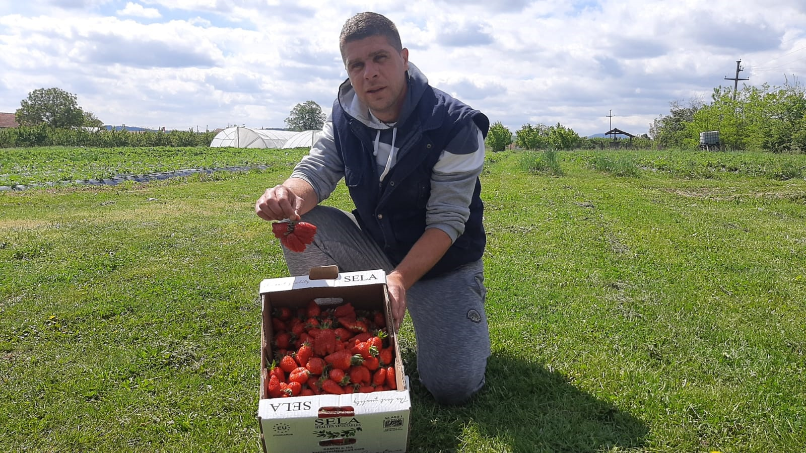 Произвођачи јагода овог пролећа задовољно трљају руке, цена по килограму око 400 динара: Код Јокића из Тополе на имању ради читава породица (ФОТО)