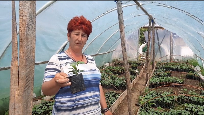 Ова вредна пољопривредница једна је од ретких која се бави калемљењем лубеница: Јелена из села Рајковац код Тополе сама је развила свој бизнис (ФОТО)