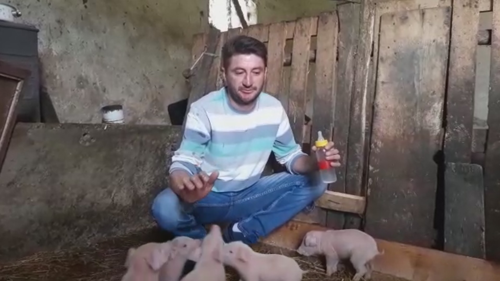 Невероватан призор код Тополе: Марко на цуцлу храни осам прасића који су по рођењу остали без мајке, устаје током ноћи на свака два сата како ниједног тренутка не би били гладни (ФОТО)(ВИДЕО)