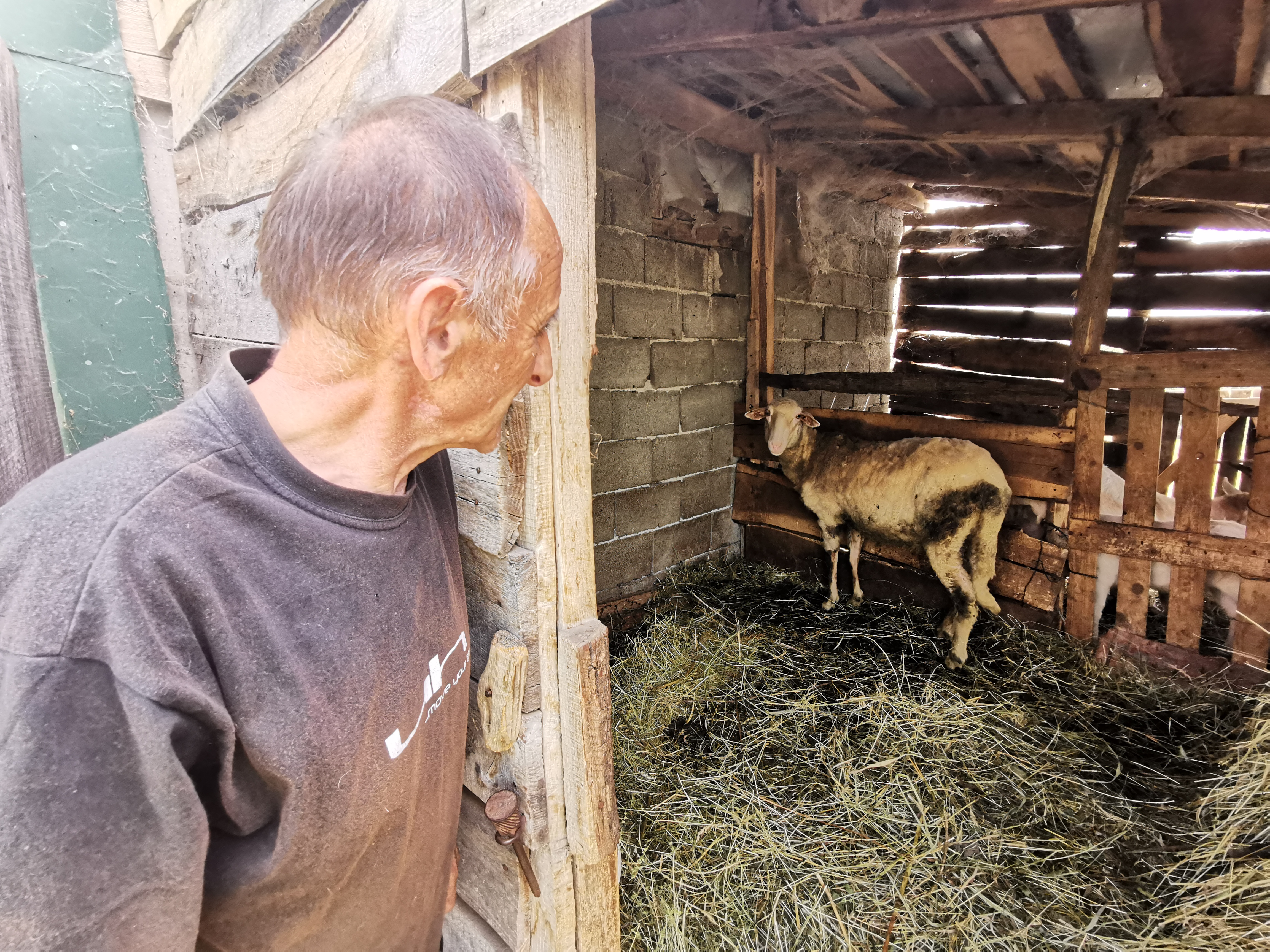 Овце морају да се ошишају како би лакше поднеле врућине, фото: РИНА