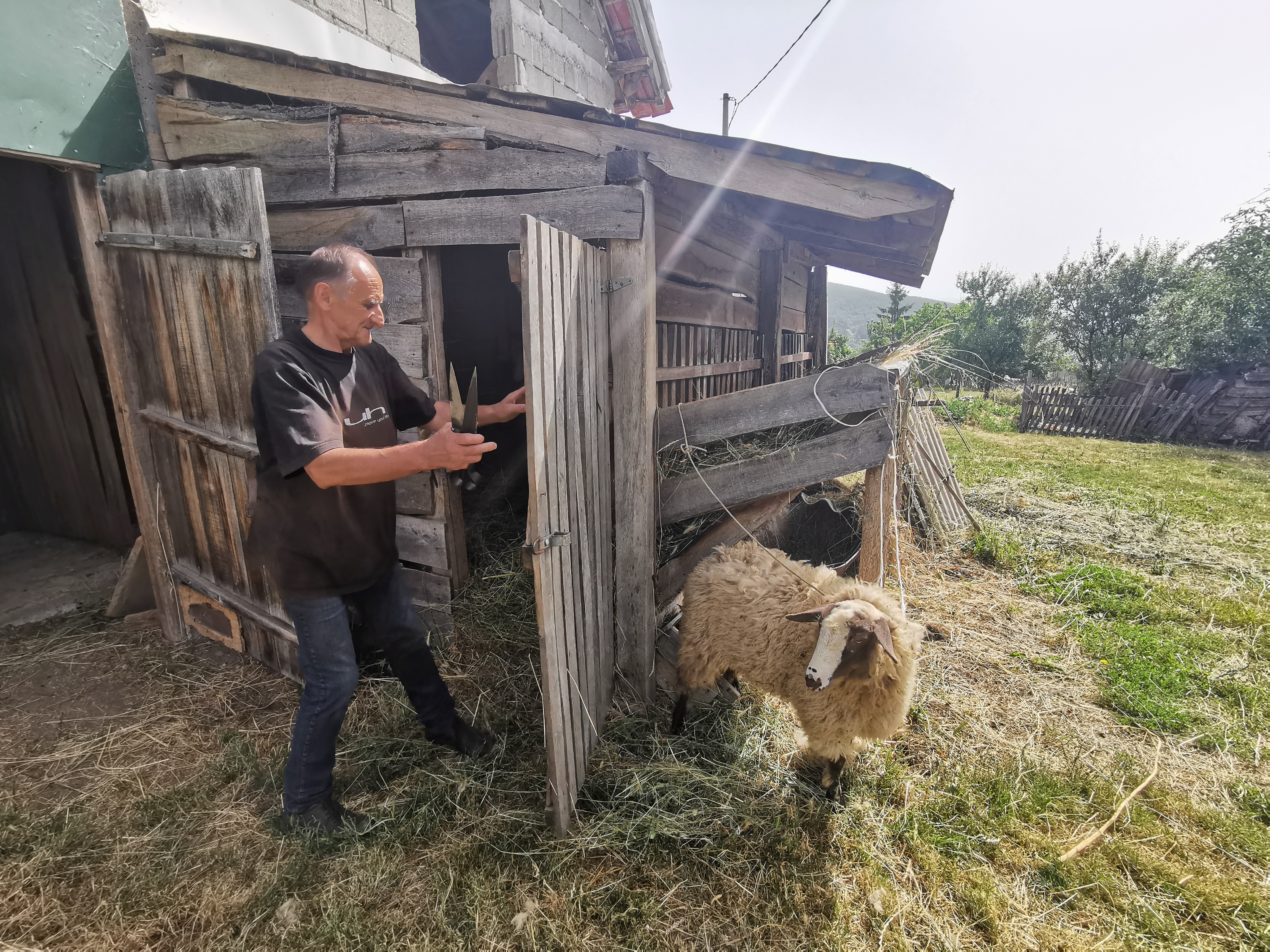 Оваца за шишање увек је било и биће, али све је мање оних који то раде иако је плата 1.000 евра, фото: РИНА