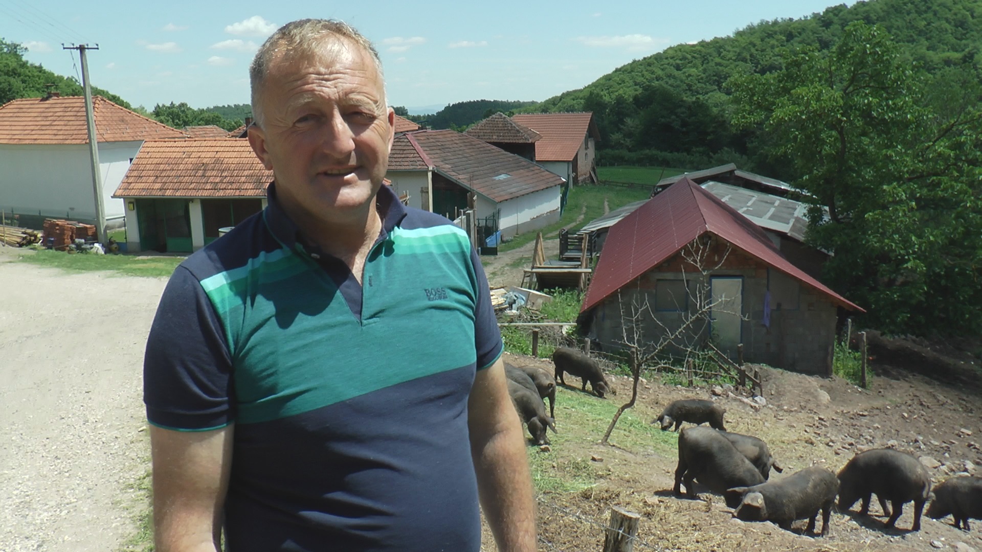 Ово су свиње које дају највише меса, а у Србији су пред истребљењем: Горан пркоси статистици и има око 200 грла чувених моравки, зову их још и Гаре са Јелице (ФОТО)