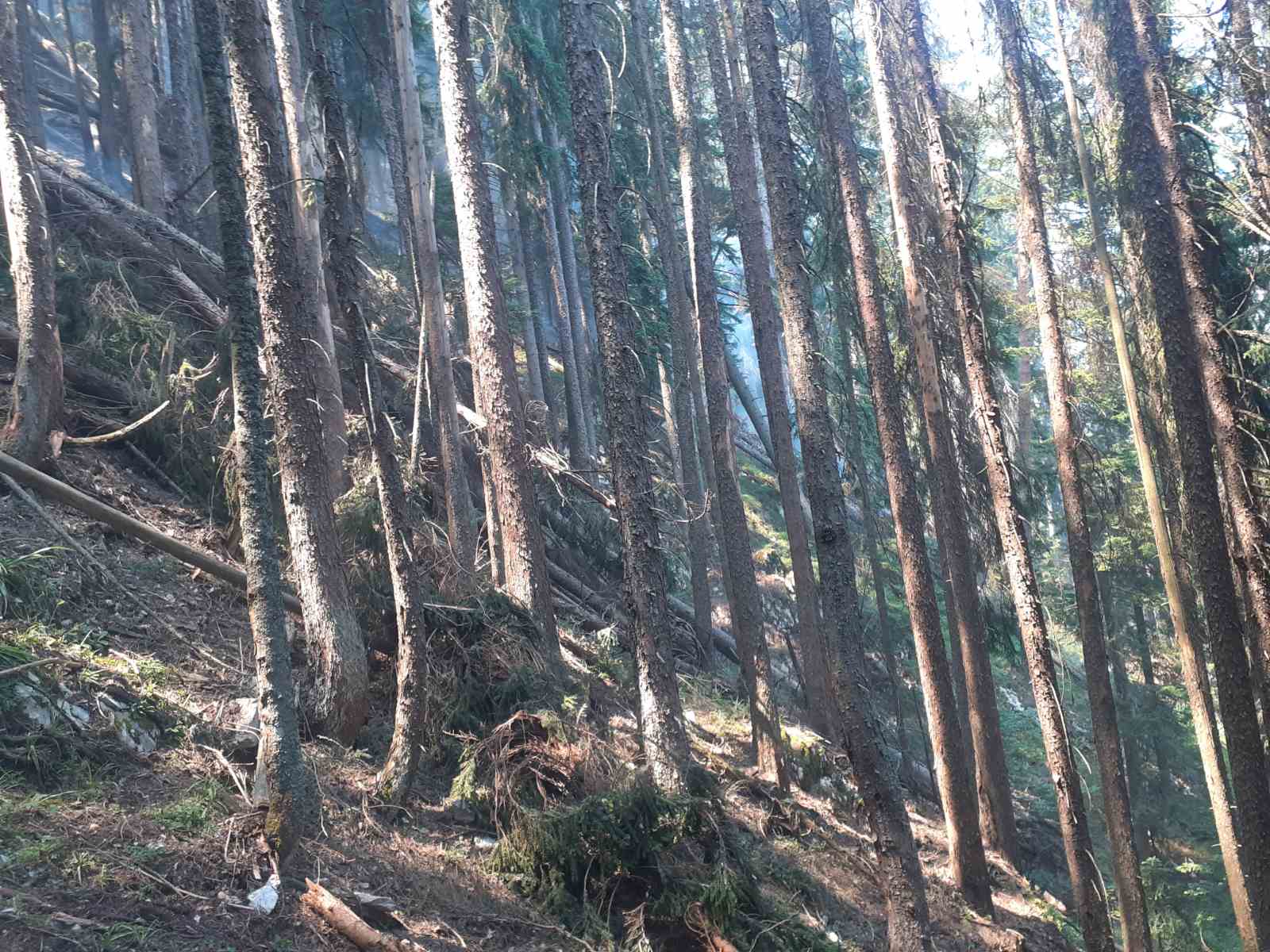 Пожар на Тари у пограничном подручју, фото/ РИНА