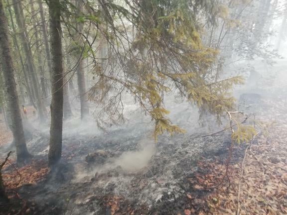 Пожар на Тари гасили ватрогасци, радници НП Тара и мештани, фото: РИНА