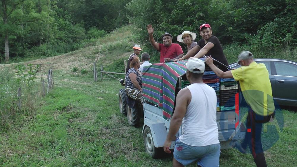 Благо малинарима, Паралија чека на њих: Црвено злато продали по високој цени, напунили џепове а сада на море у Грчку иду бесплатно 