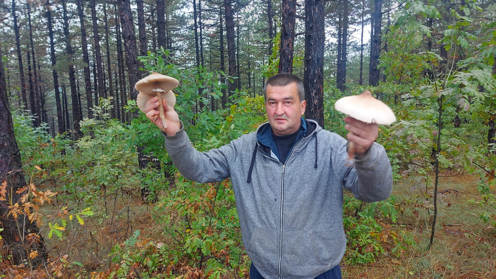 Српски природни деликатес бољи од тартуфа: На падинама Равне Горе расту специфичне гљиве сунчанице и пухаре (ФОТО)