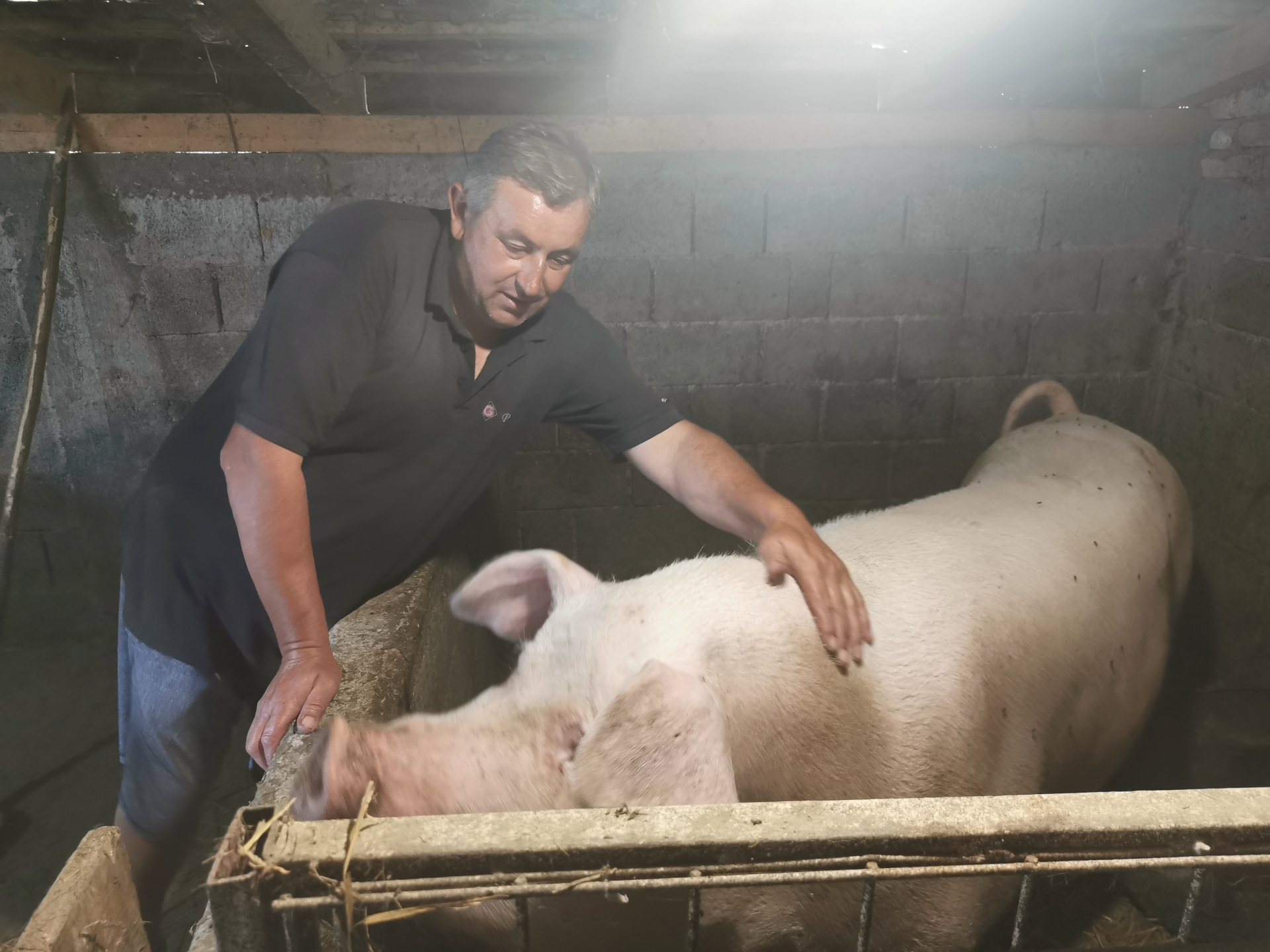Шарена је права рекордерка, тешка је преко 500 килограма, фото/РИНА