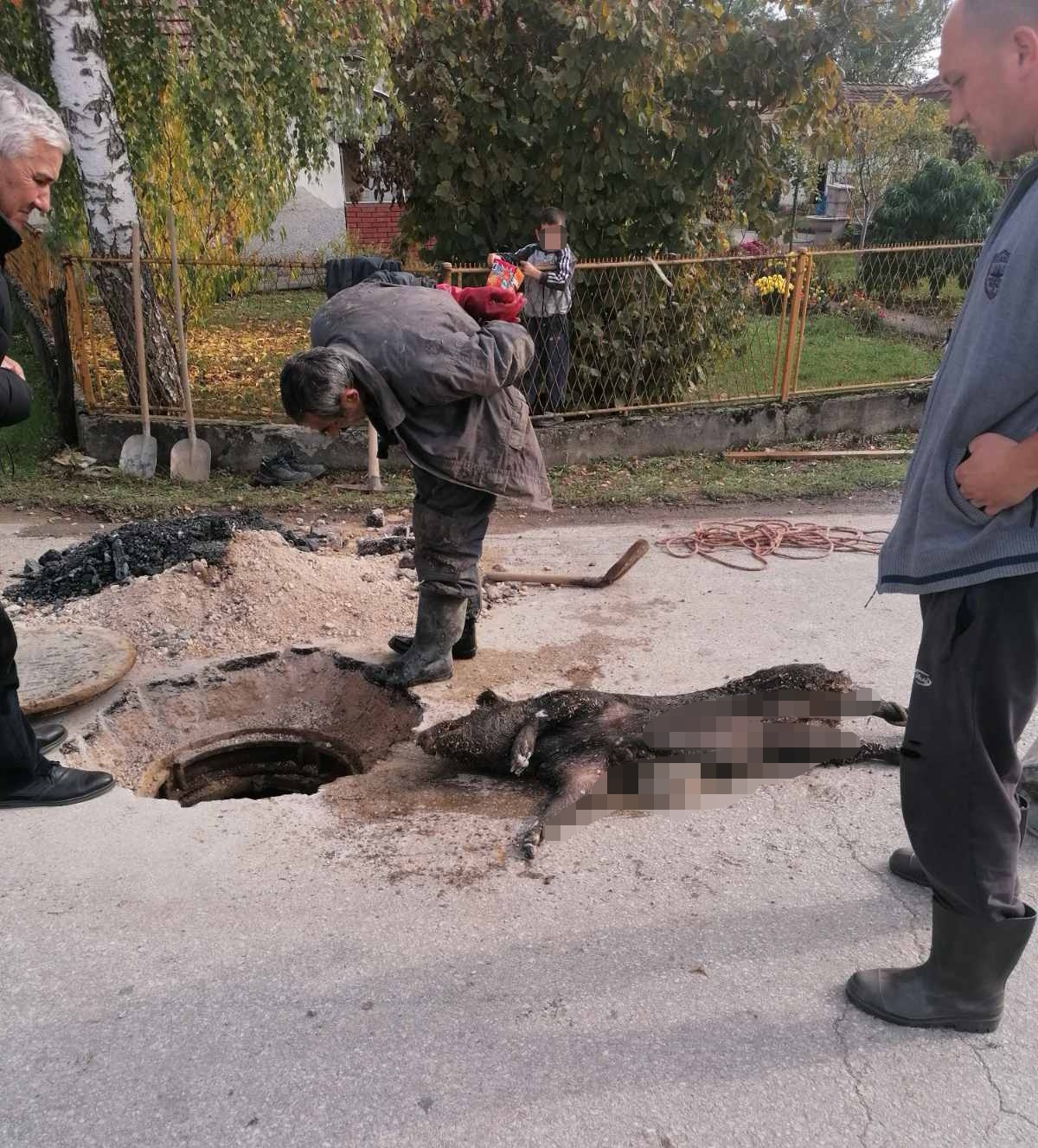 Срамота у Чачку, бахатост појединаца нема границе: У канализацију у Мрчајевцима бачена  мртва свиња тешка преко 100 килограма (ФОТО)