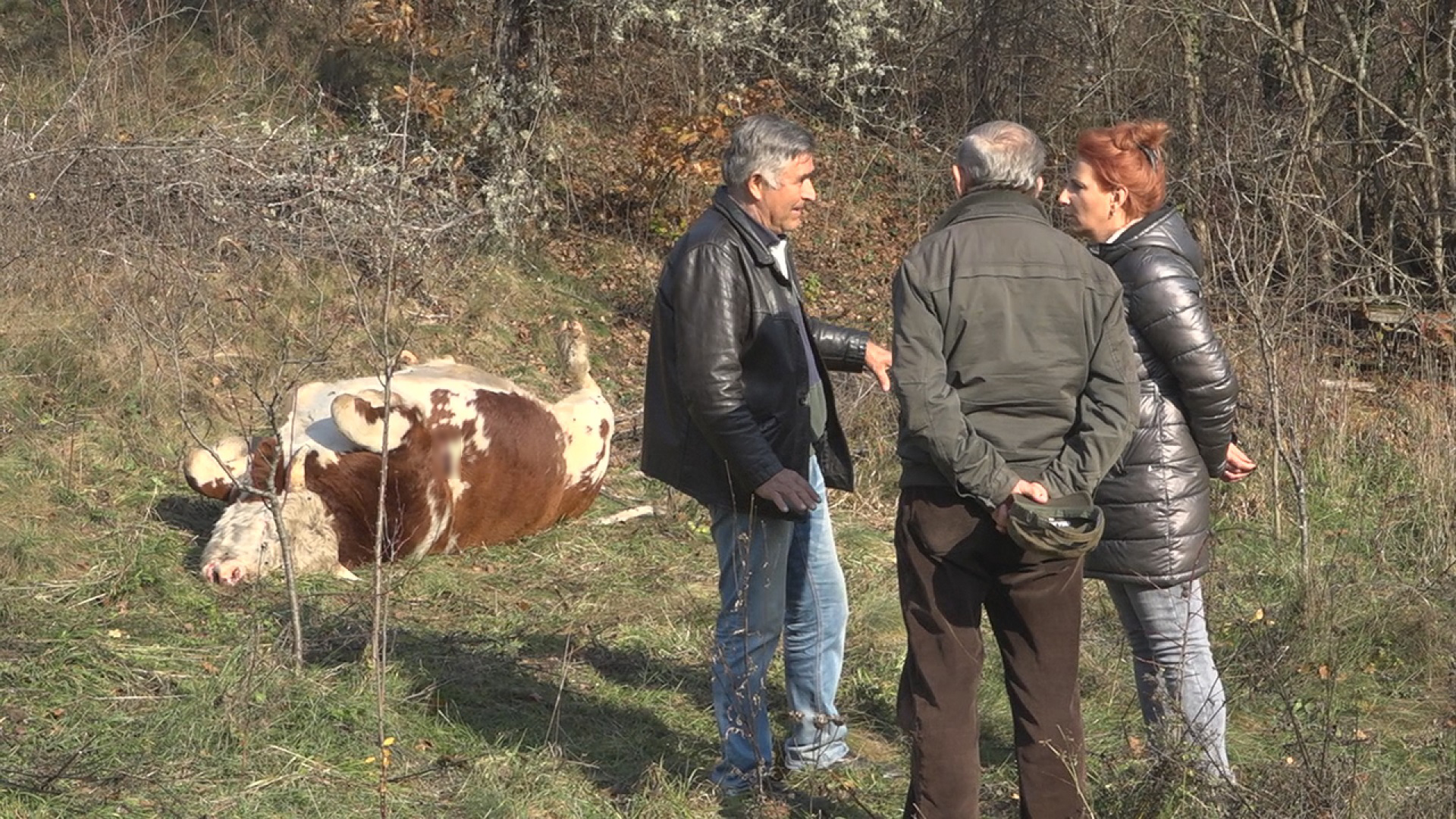 Хорор код Прибоја: Непозната особа из пиштоља упуцала бика и краву у близини манастира Увац, власник животиња згрожен призором који је затекао (ФОТО)