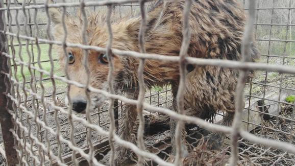 Лисице харају варошицом подно планине Рудник: Виђају их у близини домова, мештани уплашени за овце и живину  