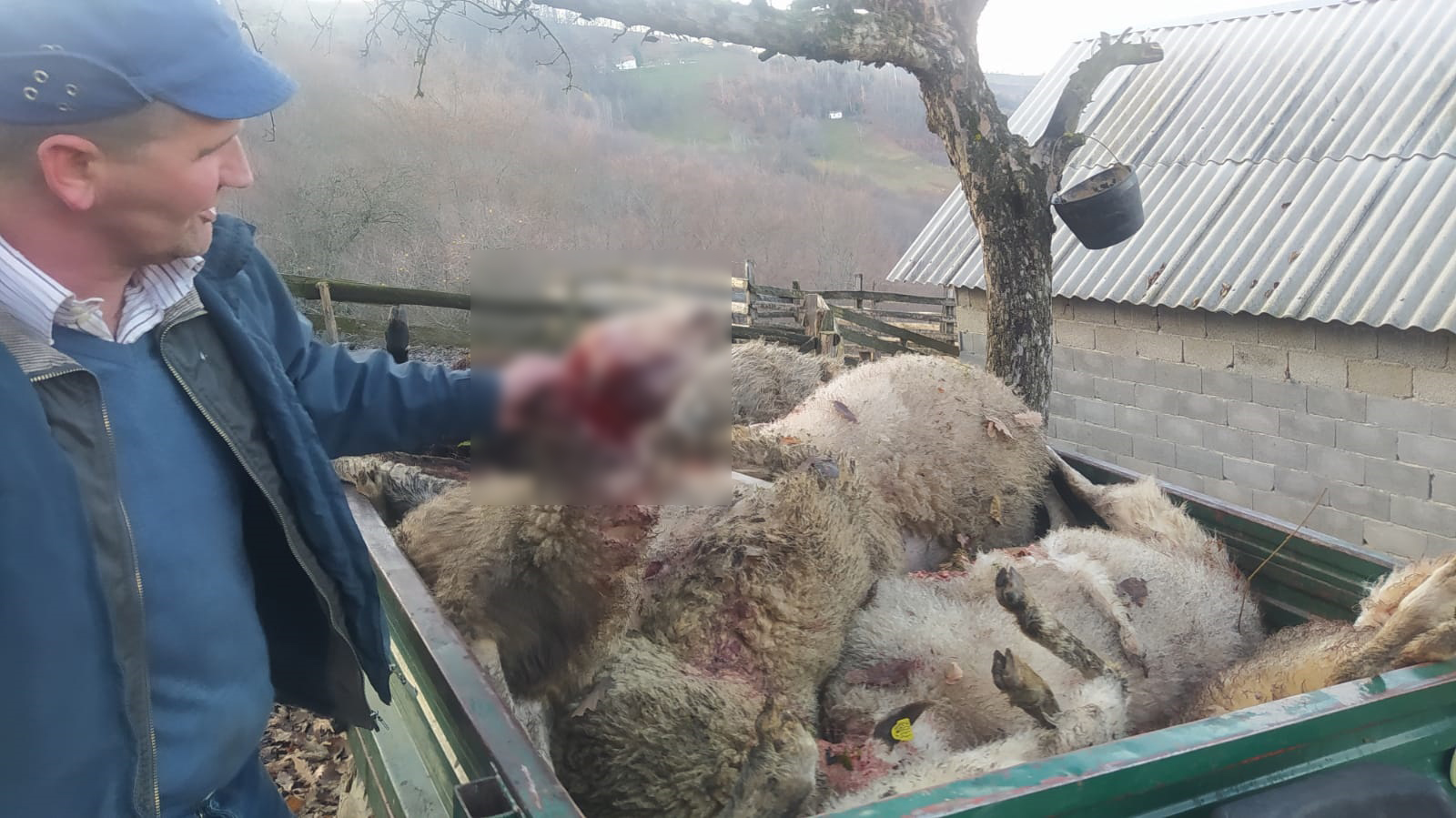 Језиви призори у селу Грабовица код Прибоја: У крвавом пиру пси луталице заклали и ранили 20 оваца у домаћинству Вељовића, домаћини очајни (ФОТО)