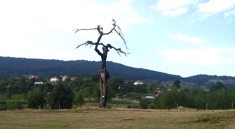 Дрво клеке на Муртеници, фото: РИНА